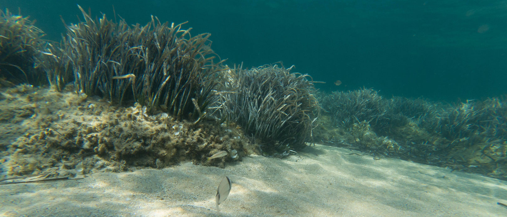 Promenade en Mer au Cœur du Parc National de Port-Cros | Posidonie