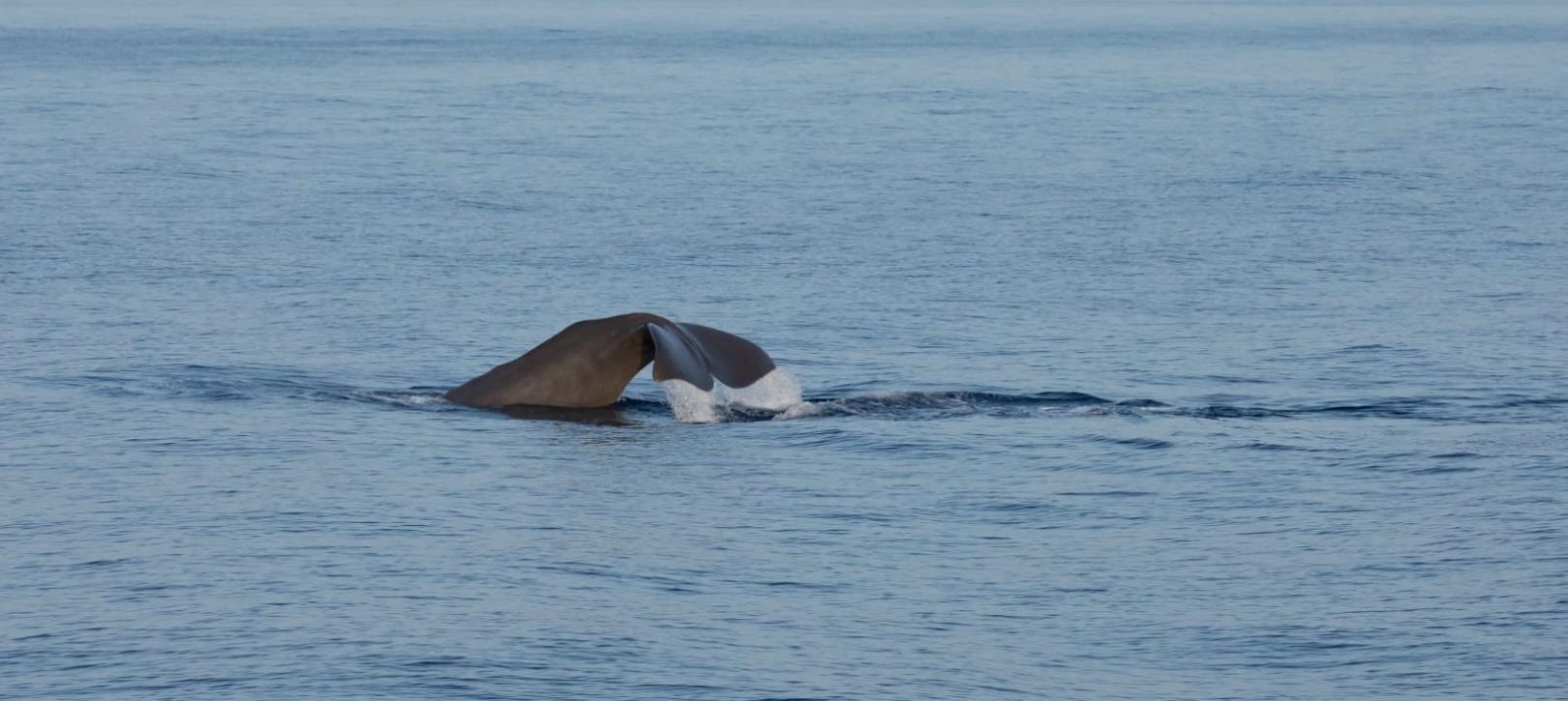 Cachalot en Méditerranée au large entre Hyères et le Lavandou