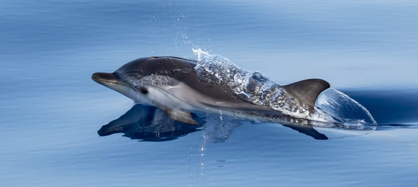 Observation de Dauphin entre Hyères et le Lavandou