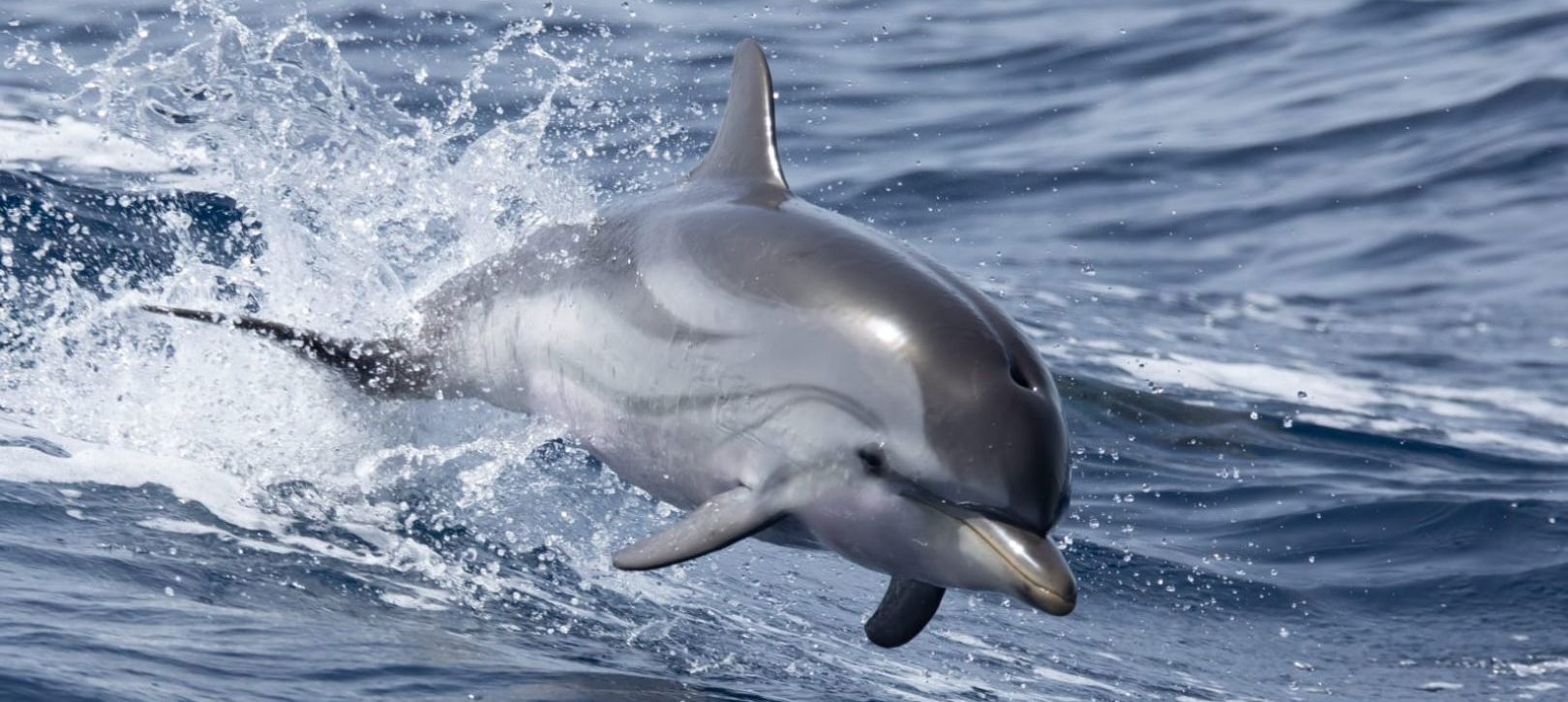 Dauphin en Whale Watching entre Hyères et le Lavandou
