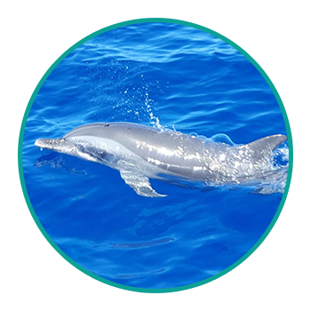 Dauphin en Whale Watching