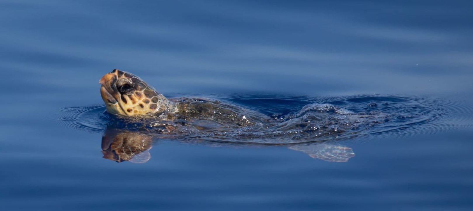 Tortue Caouanne en Hyères et le Lavandou